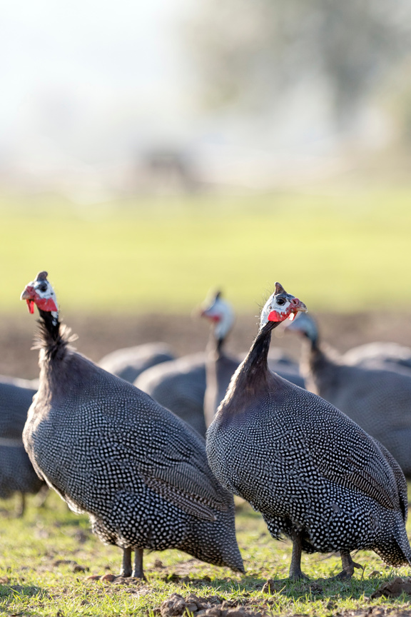 Group of quail standing in a field 