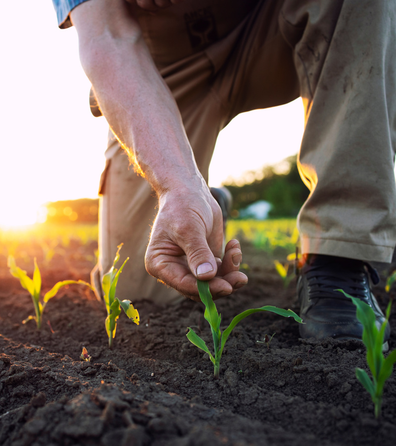 Person looking at corn sprouts in field 