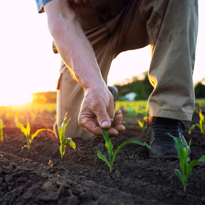 Person looking at corn sprouts in field 